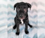 Small #5 American Pit Bull Terrier Mix