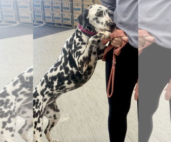 Medium Photo #3 Dalmatian Puppy For Sale in GILBERTS, IL, USA