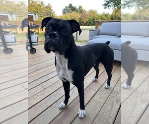 Father of the Boxer puppies born on 04/27/2025