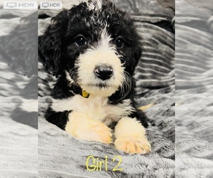 Bernedoodle Puppy for sale in DALLAS, GA, USA