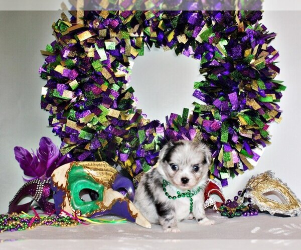 Medium Photo #4 Chihuahua Puppy For Sale in CHARLESTON, AR, USA