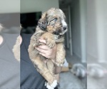 Small #5 Bernedoodle