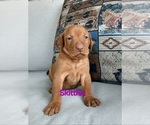 Puppy Skittles Vizsla