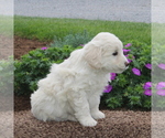 Small Photo #2 Poodle (Miniature)-Sheepadoodle Mix Puppy For Sale in STRASBURG, PA, USA