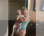 Small Photo #3 Dogo Argentino Puppy For Sale in VINTON, LA, USA