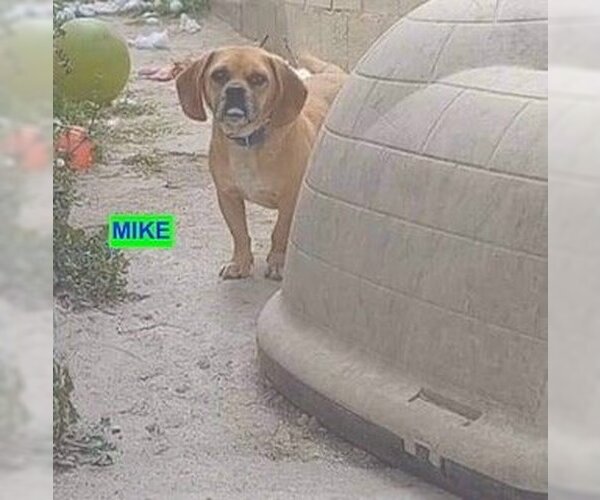 Medium Photo #1 Bagle Hound Puppy For Sale in Woodland Hills, CA, USA