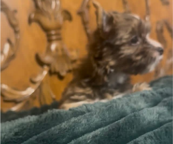 Medium Photo #3 Yorkshire Terrier Puppy For Sale in FORT WORTH, TX, USA