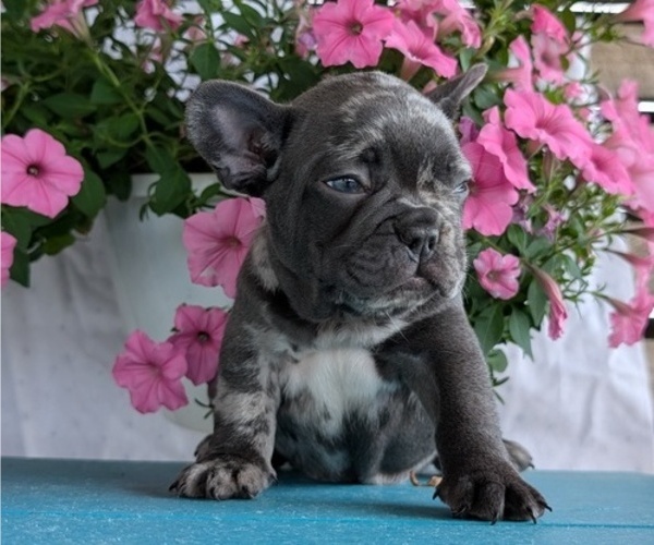Medium Photo #8 French Bulldog Puppy For Sale in GOSHEN, IN, USA