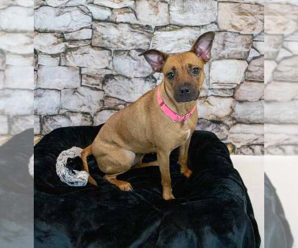 Medium Photo #5 Miniature Bull Terrier-Unknown Mix Puppy For Sale in Kennesaw, GA, USA