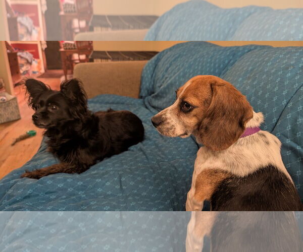 Medium Photo #4 Beagle-Unknown Mix Puppy For Sale in Rockaway, NJ, USA