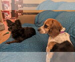 Small #3 Beagle Mix
