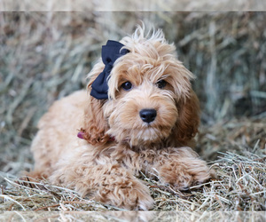 Cockapoo Puppy for sale in LIBERTY, KY, USA