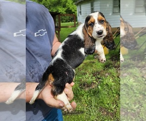 Basset Hound Puppy for sale in BARTLETTSVILLE, IN, USA