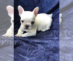 Small Photo #4 French Bulldog Puppy For Sale in FORT MYERS BEACH, FL, USA