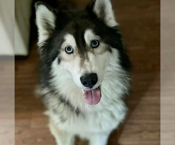 Medium Photo #3 Alaskan Malamute Puppy For Sale in Spring Lake, NC, USA