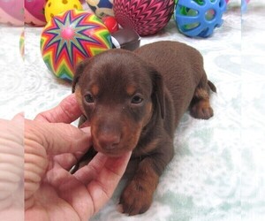 Dachshund Puppy for Sale in RATTAN, Oklahoma USA