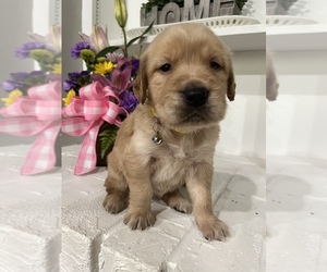 Golden Retriever Puppy for sale in MCALESTER, OK, USA