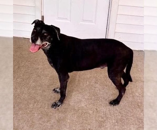 Medium Photo #3 Mutt Puppy For Sale in Fenton, MO, USA