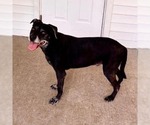 Small #2 Mutt