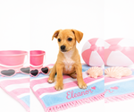 Small Chihuahua
