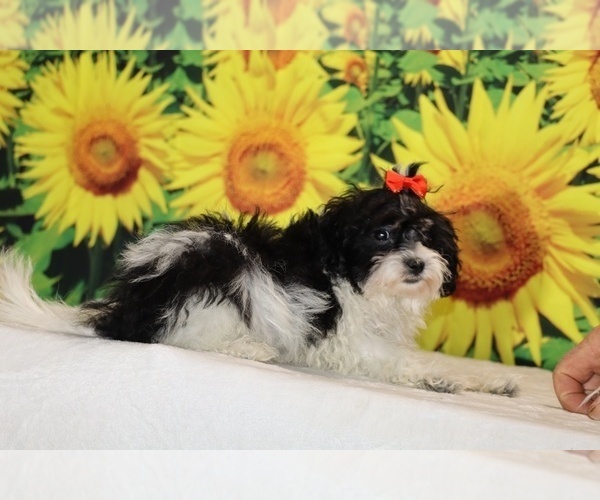 Medium Photo #15 Goldendoodle (Miniature) Puppy For Sale in DYERSBURG, TN, USA