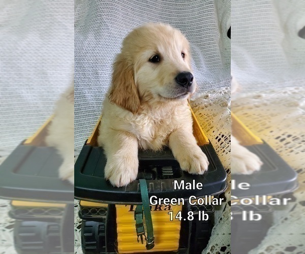 Medium Photo #4 Golden Retriever Puppy For Sale in MERCED, CA, USA