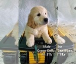 Small Photo #4 Golden Retriever Puppy For Sale in MERCED, CA, USA