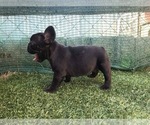Small Photo #2 French Bulldog Puppy For Sale in ERIAL, NJ, USA