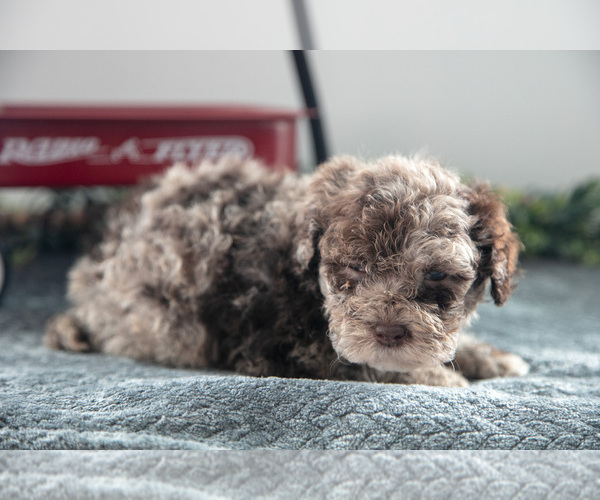 Medium Photo #3 Poodle (Miniature)-Portuguese Water Dog Mix Puppy For Sale in FREDERICKSBURG, OH, USA