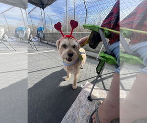 Cowboy - Male Mutt Dog for Adoption - Photo #6