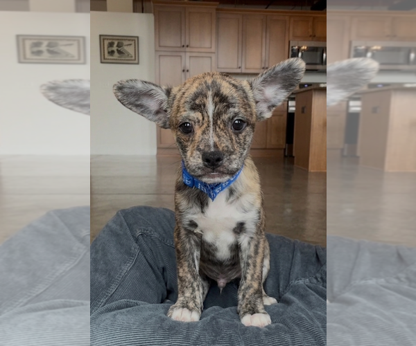 Medium Photo #1 Chihuahua-Unknown Mix Puppy For Sale in Genesee, WI, USA