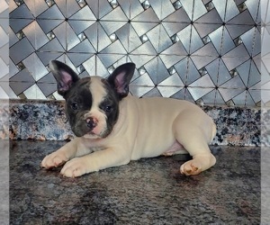 French Bulldog Puppy for sale in GOSHEN, IN, USA