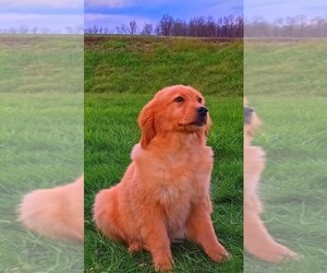 Golden Retriever Puppy for sale in FREDERICKSBURG, OH, USA