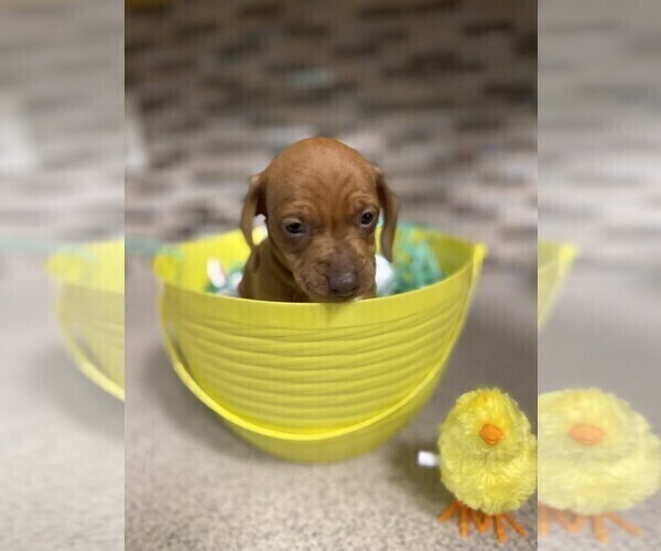 Medium Photo #1 Dachshund Puppy For Sale in ACWORTH, GA, USA
