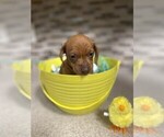 Small Photo #1 Dachshund Puppy For Sale in ACWORTH, GA, USA