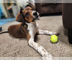 Australian Shepherd-Collie Mix Dogs for adoption in Crystal, MN, USA