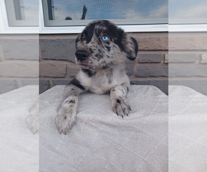 Miniature Australian Shepherd Puppy for sale in NILES, MI, USA