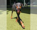 Small #1 Doberman Pinscher