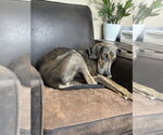 Small #11 Doberman Pinscher