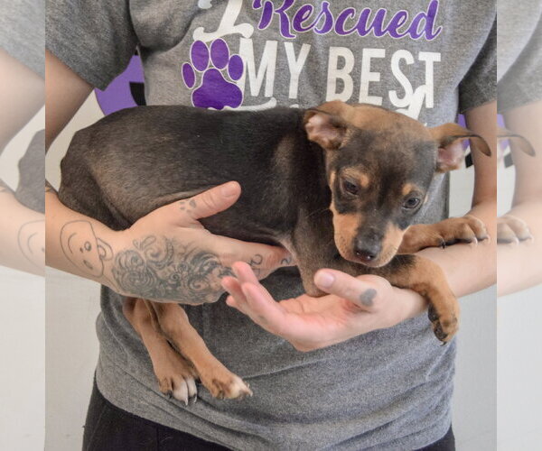 Medium Photo #2 Jack Russell Terrier-Unknown Mix Puppy For Sale in Huntley, IL, USA