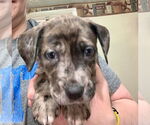 Small #1 American Foxhound-Catahoula Leopard Dog Mix