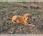 Small Photo #3 Golden Retriever Puppy For Sale in MORRILL, KS, USA