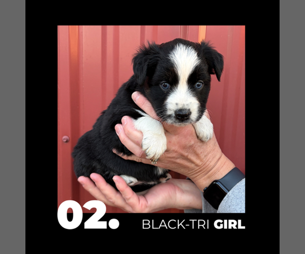 Medium Photo #2 Miniature Australian Shepherd Puppy For Sale in HOLDINGFORD, MN, USA