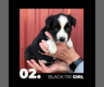Small #1 Miniature Australian Shepherd