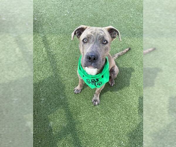 Medium Photo #1 Staffordshire Bull Terrier Puppy For Sale in Pasadena, TX, USA