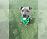 Small Staffordshire Bull Terrier