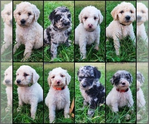 Poodle (Standard) Puppy for sale in COUCH, MO, USA