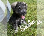 Puppy 1 Schnauzer (Miniature)