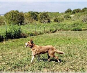 Father of the Border Collie puppies born on 05/21/2024