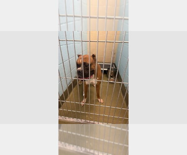 Medium Photo #3 Boxer Puppy For Sale in Austin, TX, USA